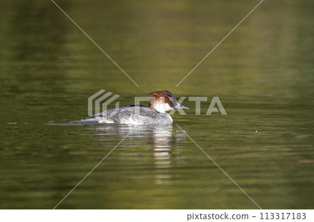 A female smearfish swimming leisurely on the green water surface 113317183