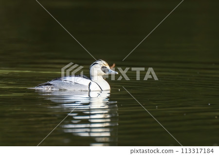 A male Smarrowhawk swimming leisurely on the calm water surface 113317184
