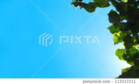 The top of the Bodhi tree against the blue sky at midday. Used for background or copy space. The top of the Bodhi tree against the blue sky at midday. Used for background or copy space. 113317211