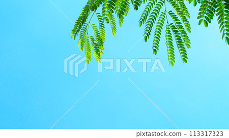 The green leaf of the top of the tree against the blue sky at midday. For use as background or copy space. The green leaf of the top of the tree against the blue sky at midday. For use as background or copy space. 113317323