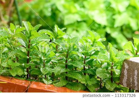 Home garden spearmint herb 113317326