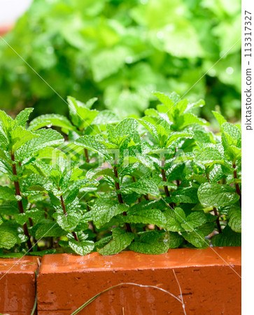 Home garden spearmint herb Home garden spearmint herb 113317327