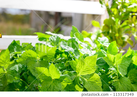 菜園三葉草 113317349