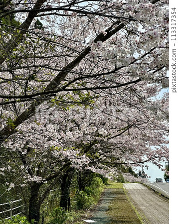 穿過櫻花隧道的道路 穿過櫻花隧道的道路 113317354