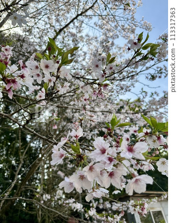 春天附近的公園裡盛開的雙櫻花 113317363