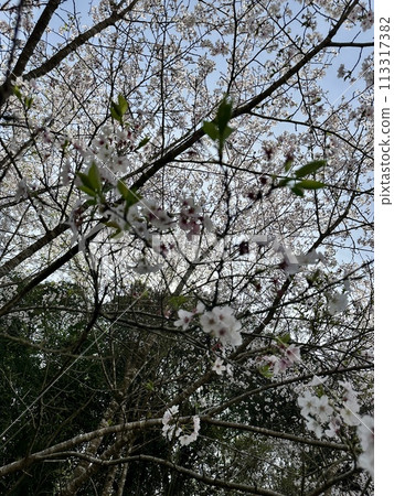 櫻花開了 113317382