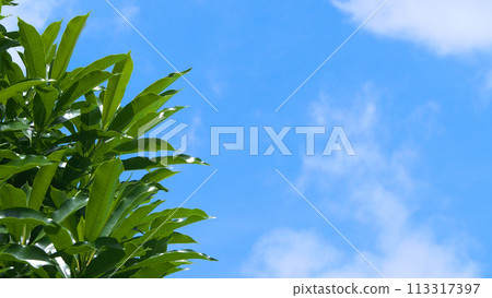 The green leaf of the top of the tree against the blue sky at midday. For use as background or copy space. The green leaf of the top of the tree against the blue sky at midday. For use as background or copy space. 113317397