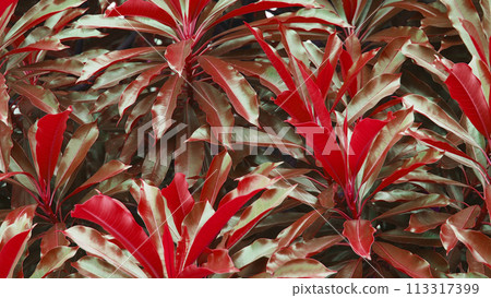 An image of shiny leaf that has been adjusted to a crimson brown color. An image of shiny leaf that has been adjusted to a crimson brown color. 113317399