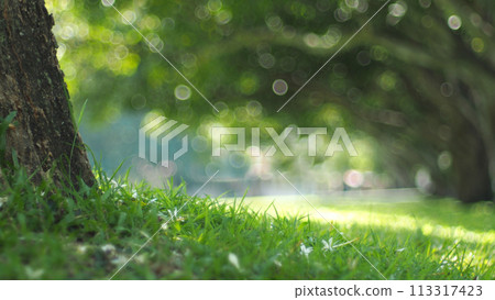 burred green leaves on the garden during daytime and bokeh light for use in illustrations Background image or copy space 113317423