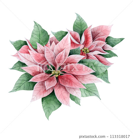 Vintage poinsettia Christmas flowers and leaves in pink and green colors watercolor illustration isolated on white background. Winter holidays florals bouquet for greeting cards and festive banners 113318017