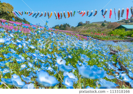 Nemophila, moss phlox, tulips, and carp streamers (Omaezaki City, Shizuoka Prefecture) Nemophila, moss phlox, tulips, and carp streamers (Omaezaki City, Shizuoka Prefecture) 113318166