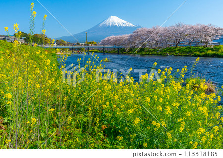 龍河淵、富士山和櫻花、名勝【富士市】 113318185