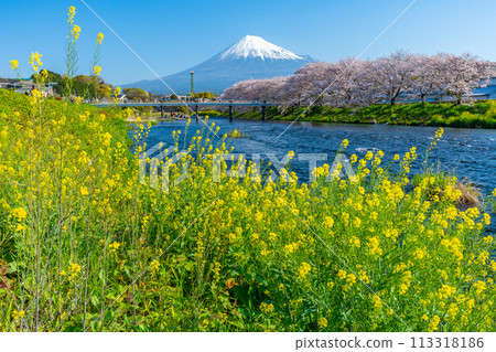 以富士山、櫻花、油菜花而聞名的龍眼淵[富士市] 113318186