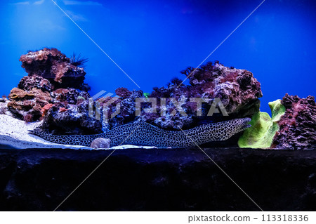 coral, fish, marine 113318336