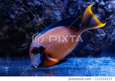 macro fish acanthurus pyroferus 113318337