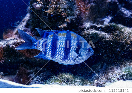 Fish Surgeon Zebra Acanthurus triostegu 113318341