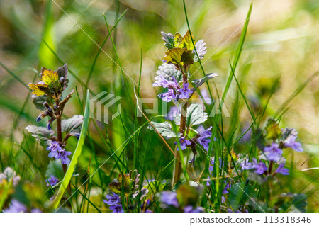 Beautiful spring wildflowers macro 113318346