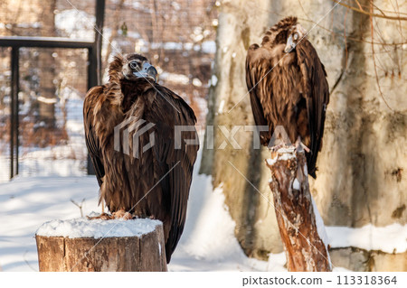 beautiful vultures sit on a stump in the snow 113318364