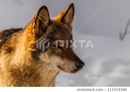 beautiful wolf on a snowy road beautiful wolf on a snowy road 113318366