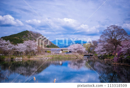滋賀郡高良町三河分野公園的池塘和春天的景色 113318509