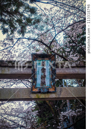 滋賀縣多賀町小宮神社的牌坊和櫻花 滋賀縣多賀町小宮神社的牌坊和櫻花 113318746