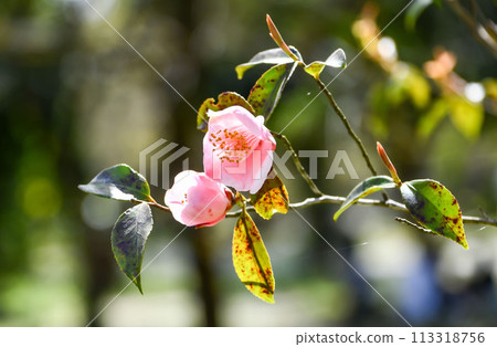 Camellia "Harbor Spring" 113318756