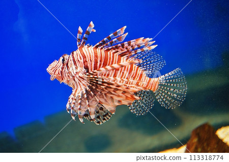 新札幌Sunpiazza水族館的紅獅子魚 新札幌Sunpiazza水族館的紅獅子魚 113318774