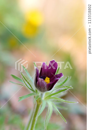 Pulsatilla vulgaris 113318802