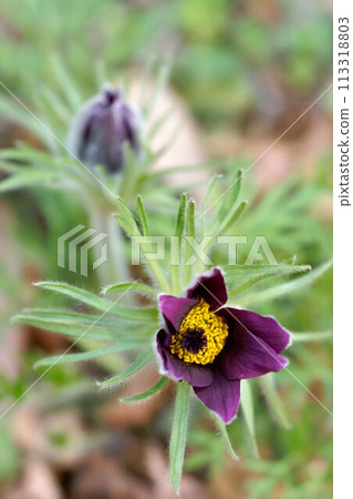 Pulsatilla vulgaris Pulsatilla vulgaris 113318803