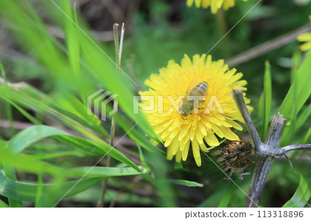 西方蜜蜂吸蒲公英花蜜 113318896