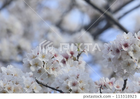 Cherry tree in full bloom  113318923