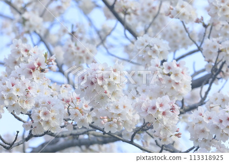 Cherry tree in full bloom  113318925