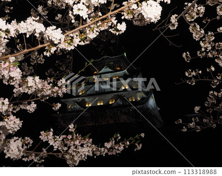 大阪城堡城堡塔和夜櫻花 大阪城堡城堡塔和夜櫻花 113318988