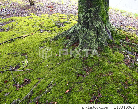 Image of a mossy forest floor Image of a mossy forest floor 113319068