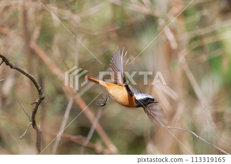 Daurian redstart taking off from a tree 113319165