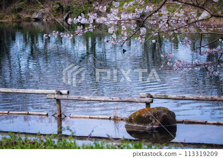 滋賀郡高良町三河分野公園的池塘和春天的景色 113319209