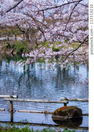 滋賀郡高良町三河分野公園的池塘和春天的景色 113319210