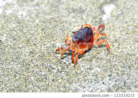 一隻淡水蟹在魚餌缸的刺身底座上安家落戶。 113319215