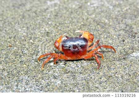 A freshwater crab has taken up residence in the tataki base of a bait fish tank. A freshwater crab has taken up residence in the tataki base of a bait fish tank. 113319216