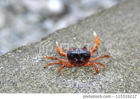 一隻淡水蟹在魚餌缸的刺身底座上安家落戶。 一隻淡水蟹在魚餌缸的刺身底座上安家落戶。 113319217