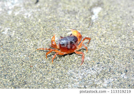 A freshwater crab has taken up residence in the tataki base of a bait fish tank. 113319219