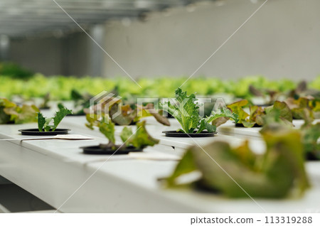Hydroponics System growing vegetables, Salad in a garden in Ukraine. 113319288