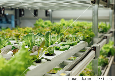 Hydroponics System growing vegetables, Salad in a garden in Ukraine. Hydroponics System growing vegetables, Salad in a garden in Ukraine. 113319289