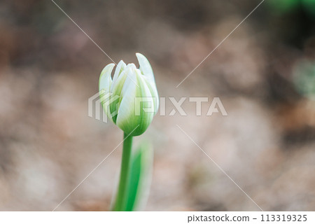 White tulip bud. unopened white tulip. First spring flowers. Photo with bokeh effect White tulip bud. unopened white tulip. First spring flowers. Photo with bokeh effect 113319325