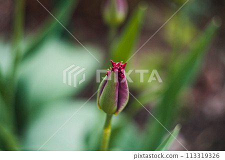 Red tulip bud. unopened red tulip. First spring flowers. Photo with bokeh effect Red tulip bud. unopened red tulip. First spring flowers. Photo with bokeh effect 113319326