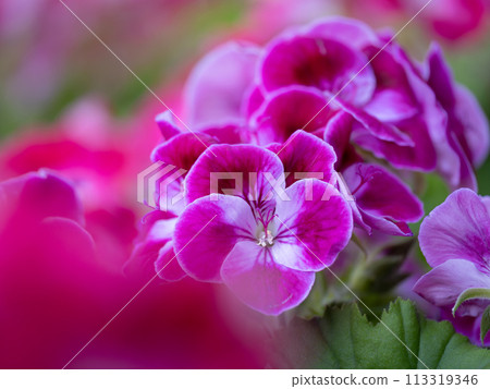 Bright purple pelargonium Bright purple pelargonium 113319346