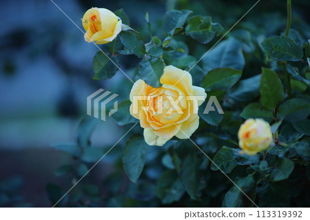Arao City Ominous Citizen Flower Bed Rose Flower, 113319392