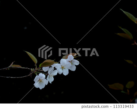 Cherry blossoms blooming in the forest on a cloudy day 113319433
