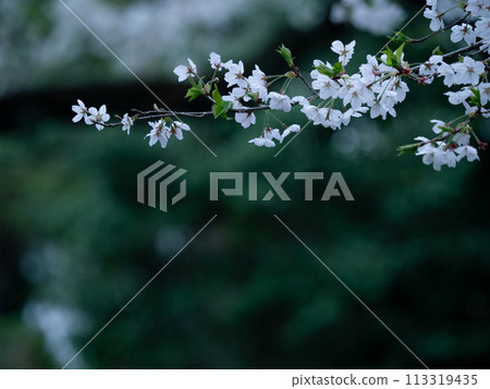 Cherry blossoms blooming in the forest on a cloudy day 113319435