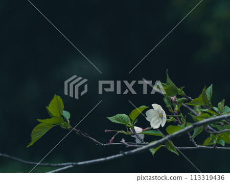 陰天，森林裡盛開的櫻花 113319436